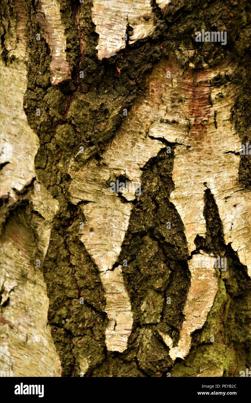 Baum-Rinde-Textur Stockfoto