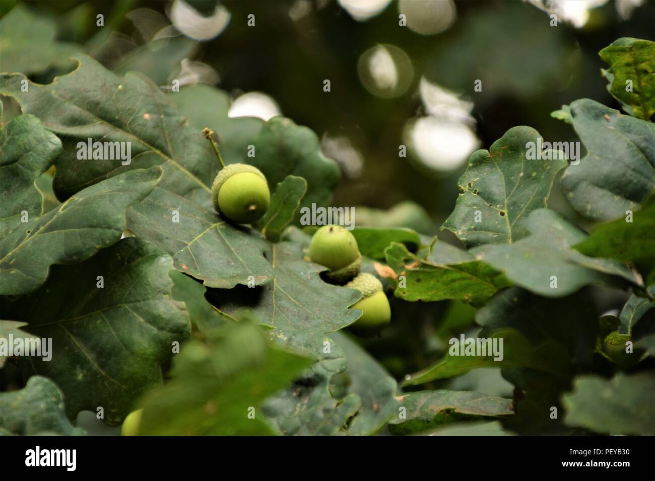 Eiche Eicheln Nahaufnahme grünes Laub selektive Bild unscharf natürlichen Hintergrund Stockfoto