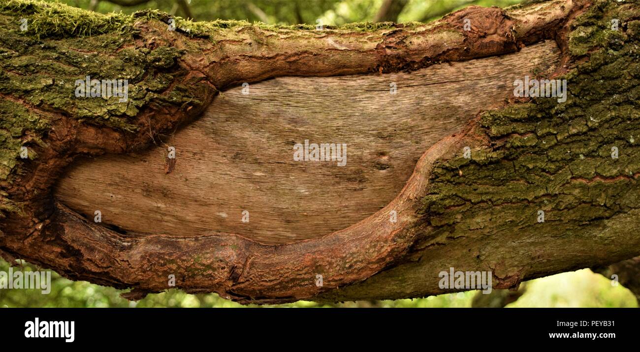 Baum-Rinde-Textur Stockfoto