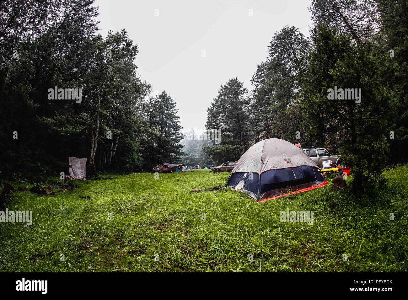 Neblina. Nebel. Verde paisaje y Bosque de Pinos en La Cueva Tres Rios, Sonora, Mexiko. Sierra Madre Occidental. Grüne Landschaft und Pinienwald in La Cueva Tres Rios, Sonora, Mexiko. Sierra Madre Occidental. (Foto: LuisGutierrez/NortePhoto.com) Madrense de Expedición Entdeckung GreaterGood ORG que recaba datos que Syrvaine como Información de Direct para entender mejor las Relaciones biológicas del Archipiélago Madrense y se Usan para proteger y conservar las Tierras de las Islas vírgenes Sonorenses Serranas. Binacional Expedición aye une ein colaboradores de México y Estados Unidos con exp Stockfoto