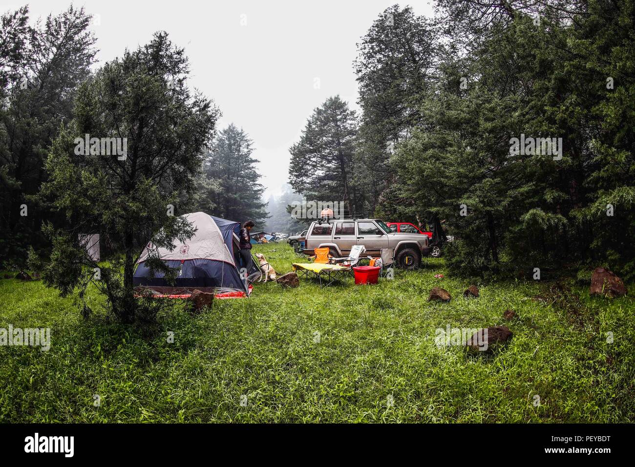 Neblina. Nebel. Verde paisaje y Bosque de Pinos en La Cueva Tres Rios, Sonora, Mexiko. Sierra Madre Occidental. Grüne Landschaft und Pinienwald in La Cueva Tres Rios, Sonora, Mexiko. Sierra Madre Occidental. (Foto: LuisGutierrez/NortePhoto.com) Madrense de Expedición Entdeckung GreaterGood ORG que recaba datos que Syrvaine como Información de Direct para entender mejor las Relaciones biológicas del Archipiélago Madrense y se Usan para proteger y conservar las Tierras de las Islas vírgenes Sonorenses Serranas. Binacional Expedición aye une ein colaboradores de México y Estados Unidos con exp Stockfoto