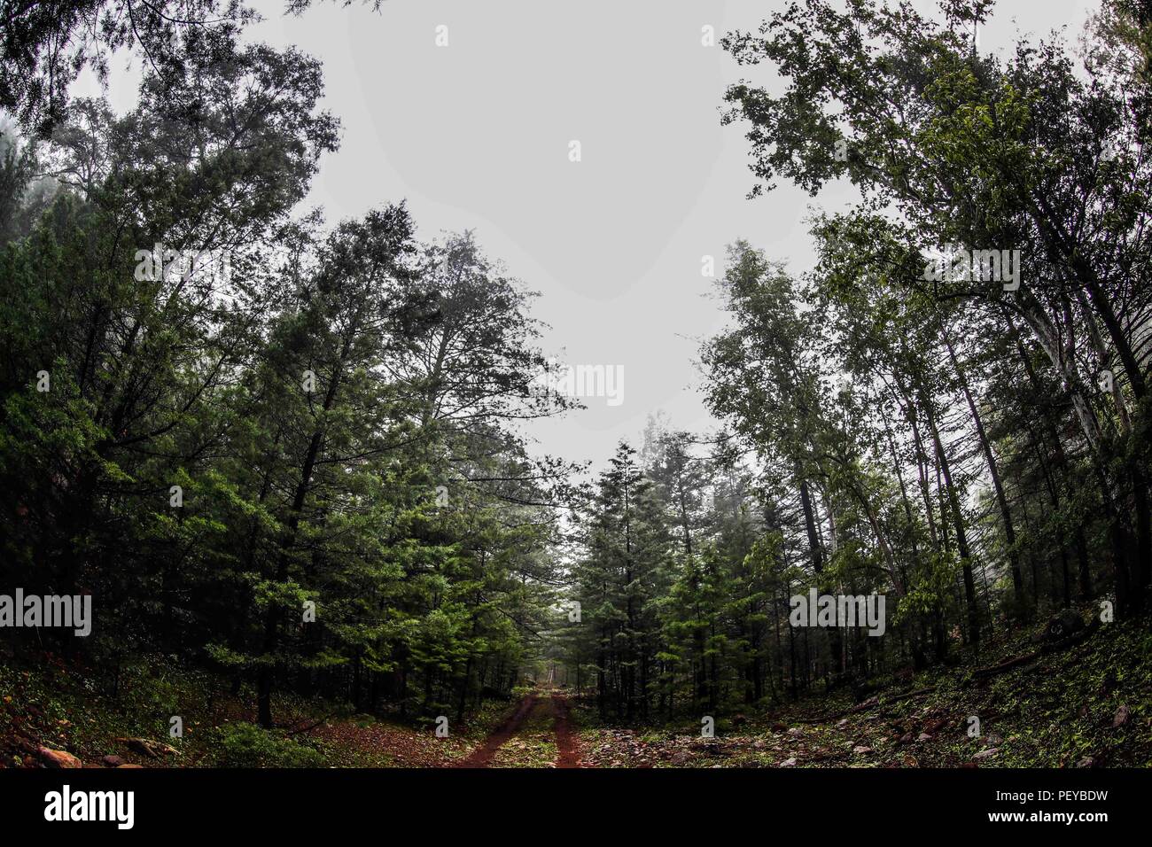 Neblina. Nebel. Verde paisaje y Bosque de Pinos en La Cueva Tres Rios, Sonora, Mexiko. Sierra Madre Occidental. Grüne Landschaft und Pinienwald in La Cueva Tres Rios, Sonora, Mexiko. Sierra Madre Occidental. (Foto: LuisGutierrez/NortePhoto.com) Madrense de Expedición Entdeckung GreaterGood ORG que recaba datos que Syrvaine como Información de Direct para entender mejor las Relaciones biológicas del Archipiélago Madrense y se Usan para proteger y conservar las Tierras de las Islas vírgenes Sonorenses Serranas. Binacional Expedición aye une ein colaboradores de México y Estados Unidos con exp Stockfoto