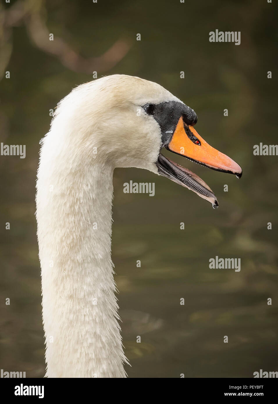 Höckerschwan Hals und Schnabel Stockfoto