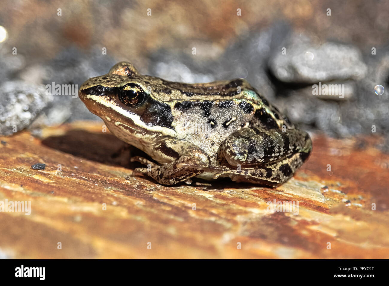 Der Seitenansicht eines Holz Frosch auf Red Rock. Stockfoto