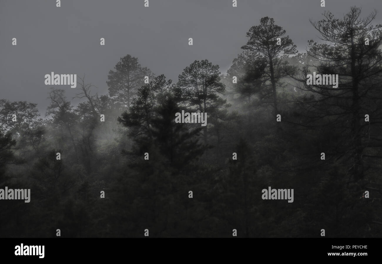 Neblina. Nebel. Oscuro. Dunkel. Anochecer. Anochece, Darknes, Contraluz. verdunkeln Verde paisaje y Bosque de Pinos en La Cueva Tres Rios, Sonora, Mexiko. Sierra Madre Occidental. Grüne Landschaft und Pinienwald in La Cueva Tres Rios, Sonora, Mexiko. Sierra Madre Occidental. (Foto: LuisGutierrez/NortePhoto.com) Madrense de Expedición Entdeckung GreaterGood ORG que recaba datos que Syrvaine como Información de Direct para entender mejor las Relaciones biológicas del Archipiélago Madrense y se Usan para proteger y conservar las Tierras de las Islas vírgenes Sonorenses Serranas. Expedición binacion Stockfoto
