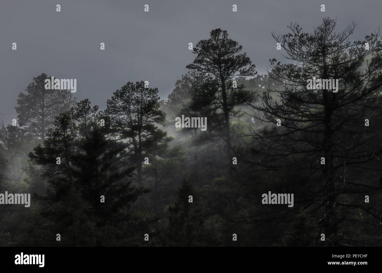 Neblina. Nebel. Oscuro. Dunkel. Anochecer. Anochece, Darknes, Contraluz. verdunkeln Verde paisaje y Bosque de Pinos en La Cueva Tres Rios, Sonora, Mexiko. Sierra Madre Occidental. Grüne Landschaft und Pinienwald in La Cueva Tres Rios, Sonora, Mexiko. Sierra Madre Occidental. (Foto: LuisGutierrez/NortePhoto.com) Madrense de Expedición Entdeckung GreaterGood ORG que recaba datos que Syrvaine como Información de Direct para entender mejor las Relaciones biológicas del Archipiélago Madrense y se Usan para proteger y conservar las Tierras de las Islas vírgenes Sonorenses Serranas. Expedición binacion Stockfoto