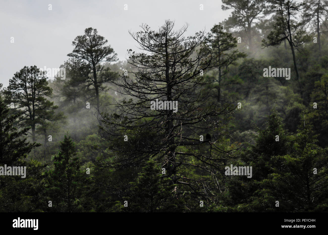 Neblina. Nebel. Oscuro. Dunkel. Anochecer. Anochece, Darknes, Contraluz. verdunkeln Verde paisaje y Bosque de Pinos en La Cueva Tres Rios, Sonora, Mexiko. Sierra Madre Occidental. Grüne Landschaft und Pinienwald in La Cueva Tres Rios, Sonora, Mexiko. Sierra Madre Occidental. (Foto: LuisGutierrez/NortePhoto.com) Madrense de Expedición Entdeckung GreaterGood ORG que recaba datos que Syrvaine como Información de Direct para entender mejor las Relaciones biológicas del Archipiélago Madrense y se Usan para proteger y conservar las Tierras de las Islas vírgenes Sonorenses Serranas. Expedición binacion Stockfoto