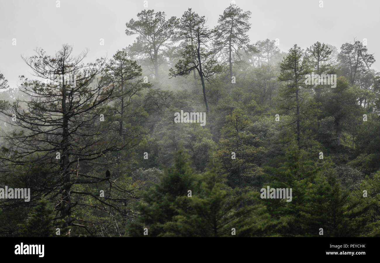 Neblina. Nebel. Oscuro. Dunkel. Anochecer. Anochece, Darknes, Contraluz. verdunkeln Verde paisaje y Bosque de Pinos en La Cueva Tres Rios, Sonora, Mexiko. Sierra Madre Occidental. Grüne Landschaft und Pinienwald in La Cueva Tres Rios, Sonora, Mexiko. Sierra Madre Occidental. (Foto: LuisGutierrez/NortePhoto.com) Madrense de Expedición Entdeckung GreaterGood ORG que recaba datos que Syrvaine como Información de Direct para entender mejor las Relaciones biológicas del Archipiélago Madrense y se Usan para proteger y conservar las Tierras de las Islas vírgenes Sonorenses Serranas. Expedición binacion Stockfoto