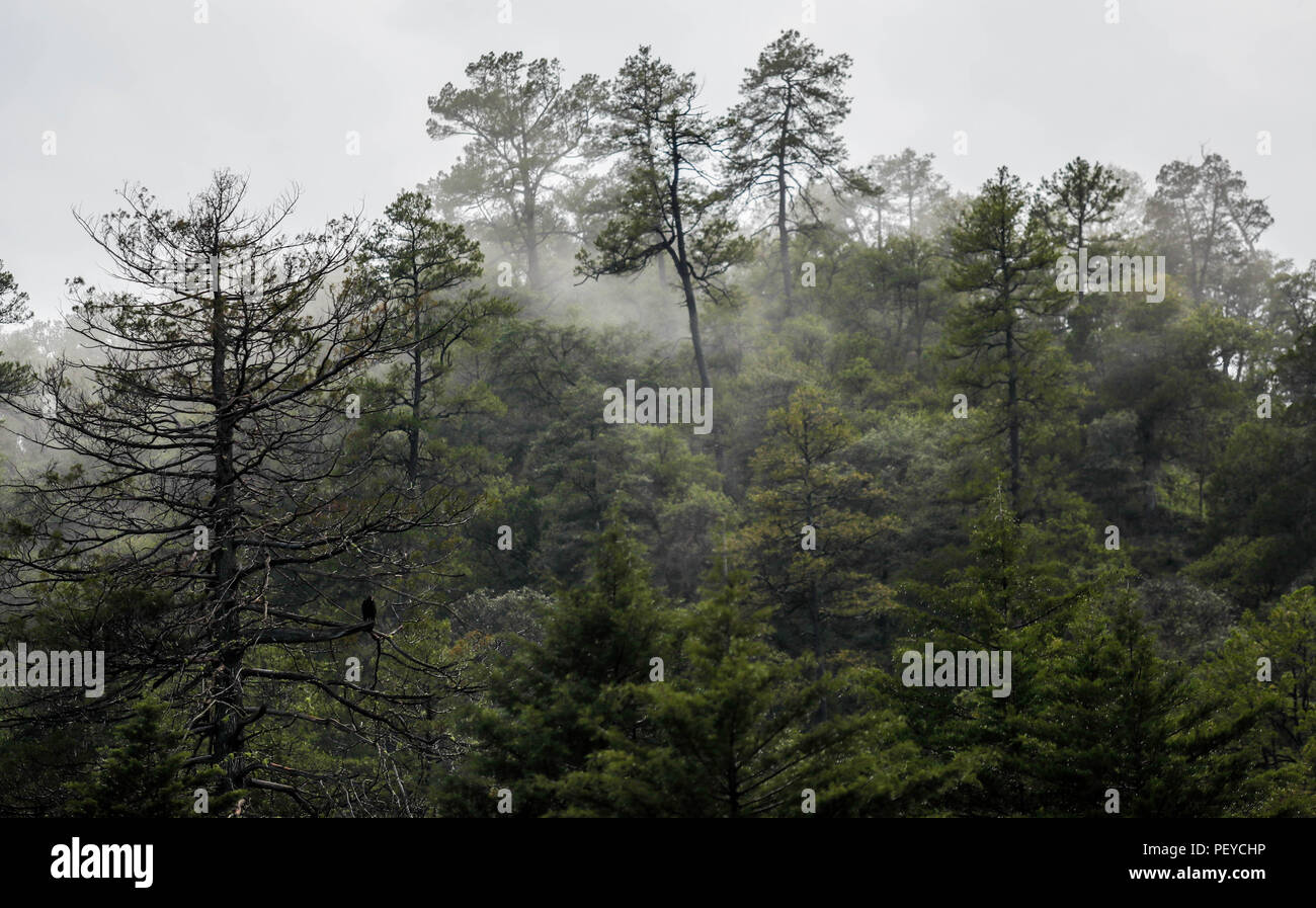 Neblina. Nebel. Verde paisaje y Bosque de Pinos en La Cueva Tres Rios, Sonora, Mexiko. Sierra Madre Occidental. Grüne Landschaft und Pinienwald in La Cueva Tres Rios, Sonora, Mexiko. Sierra Madre Occidental. (Foto: LuisGutierrez/NortePhoto.com) Madrense de Expedición Entdeckung GreaterGood ORG que recaba datos que Syrvaine como Información de Direct para entender mejor las Relaciones biológicas del Archipiélago Madrense y se Usan para proteger y conservar las Tierras de las Islas vírgenes Sonorenses Serranas. Binacional Expedición aye une ein colaboradores de México y Estados Unidos con exp Stockfoto