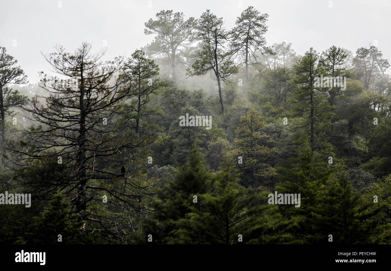 Neblina. Nebel. Verde paisaje y Bosque de Pinos en La Cueva Tres Rios, Sonora, Mexiko. Sierra Madre Occidental. Grüne Landschaft und Pinienwald in La Cueva Tres Rios, Sonora, Mexiko. Sierra Madre Occidental. (Foto: LuisGutierrez/NortePhoto.com) Madrense de Expedición Entdeckung GreaterGood ORG que recaba datos que Syrvaine como Información de Direct para entender mejor las Relaciones biológicas del Archipiélago Madrense y se Usan para proteger y conservar las Tierras de las Islas vírgenes Sonorenses Serranas. Binacional Expedición aye une ein colaboradores de México y Estados Unidos con exp Stockfoto