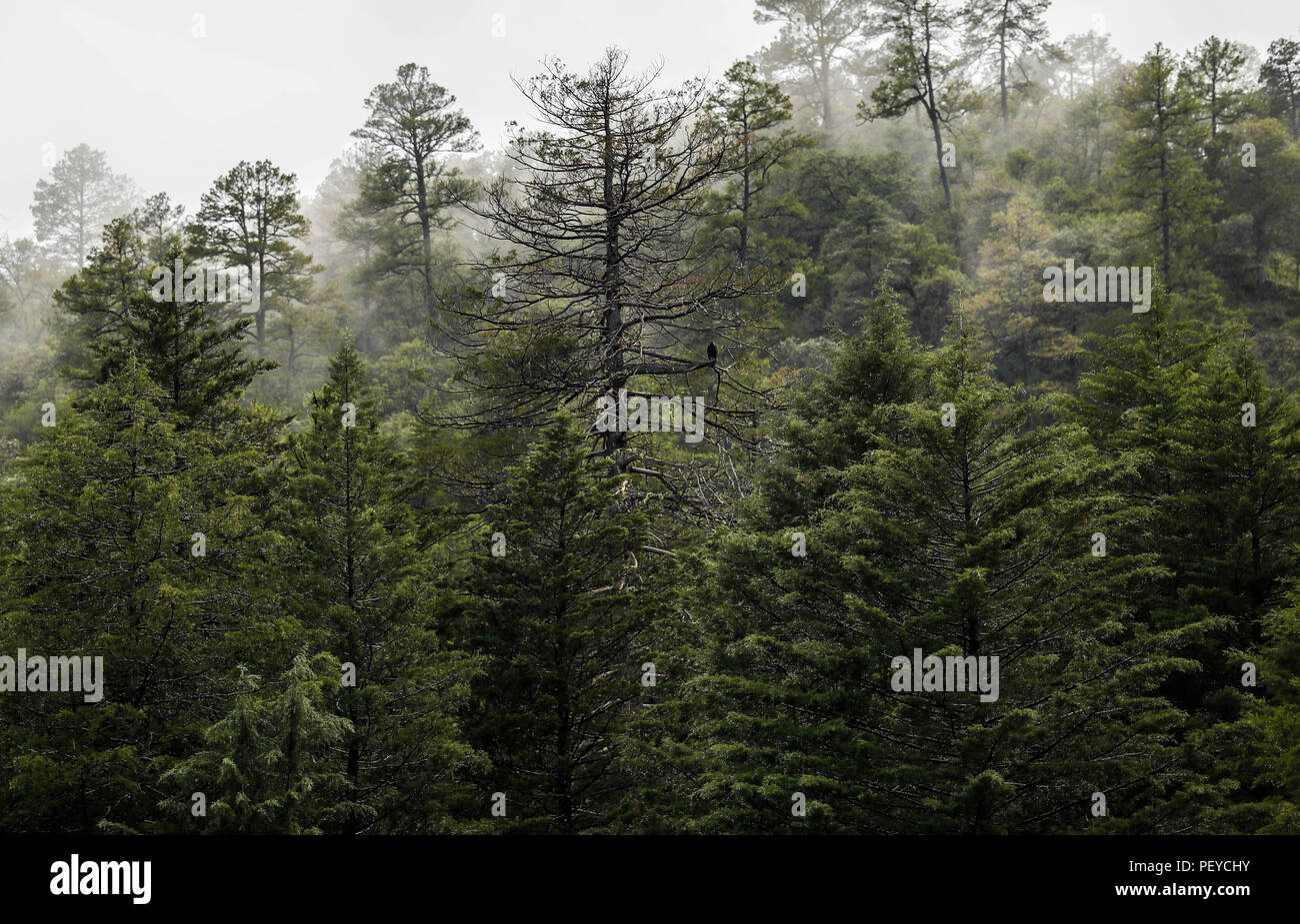 Neblina. Nebel. Verde paisaje y Bosque de Pinos en La Cueva Tres Rios, Sonora, Mexiko. Sierra Madre Occidental. Grüne Landschaft und Pinienwald in La Cueva Tres Rios, Sonora, Mexiko. Sierra Madre Occidental. (Foto: LuisGutierrez/NortePhoto.com) Madrense de Expedición Entdeckung GreaterGood ORG que recaba datos que Syrvaine como Información de Direct para entender mejor las Relaciones biológicas del Archipiélago Madrense y se Usan para proteger y conservar las Tierras de las Islas vírgenes Sonorenses Serranas. Binacional Expedición aye une ein colaboradores de México y Estados Unidos con exp Stockfoto