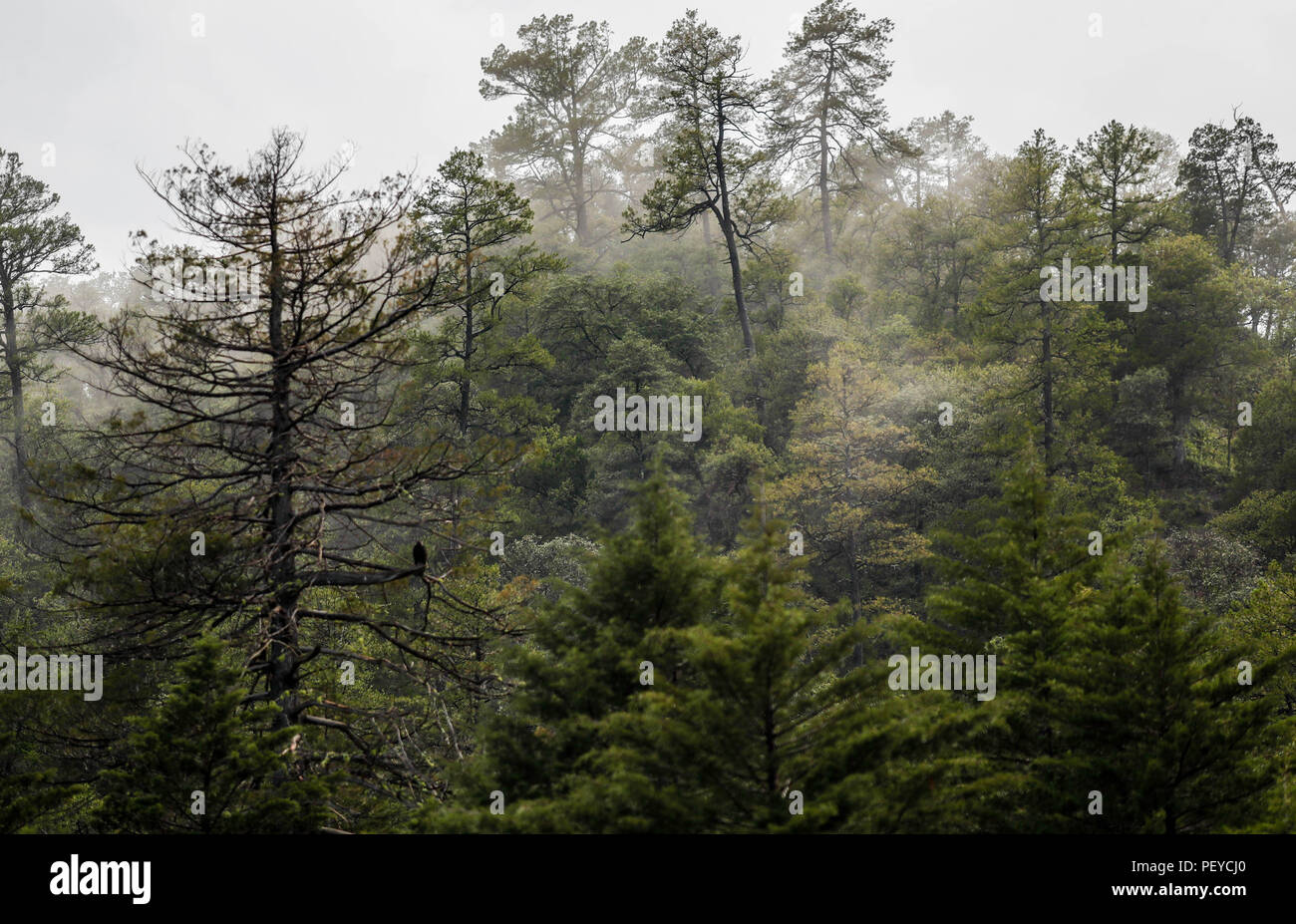 Neblina. Nebel. Verde paisaje y Bosque de Pinos en La Cueva Tres Rios, Sonora, Mexiko. Sierra Madre Occidental. Grüne Landschaft und Pinienwald in La Cueva Tres Rios, Sonora, Mexiko. Sierra Madre Occidental. (Foto: LuisGutierrez/NortePhoto.com) Madrense de Expedición Entdeckung GreaterGood ORG que recaba datos que Syrvaine como Información de Direct para entender mejor las Relaciones biológicas del Archipiélago Madrense y se Usan para proteger y conservar las Tierras de las Islas vírgenes Sonorenses Serranas. Binacional Expedición aye une ein colaboradores de México y Estados Unidos con exp Stockfoto