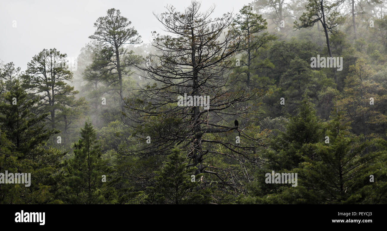 Neblina. Nebel. Zopilote. Verde paisaje y Bosque de Pinos en La Cueva Tres Rios, Sonora, Mexiko. Sierra Madre Occidental. Grüne Landschaft und Pinienwald in La Cueva Tres Rios, Sonora, Mexiko. Sierra Madre Occidental. (Foto: LuisGutierrez/NortePhoto.com) Madrense de Expedición Entdeckung GreaterGood ORG que recaba datos que Syrvaine como Información de Direct para entender mejor las Relaciones biológicas del Archipiélago Madrense y se Usan para proteger y conservar las Tierras de las Islas vírgenes Sonorenses Serranas. Binacional Expedición aye une ein colaboradores de México y Estados Unido Stockfoto