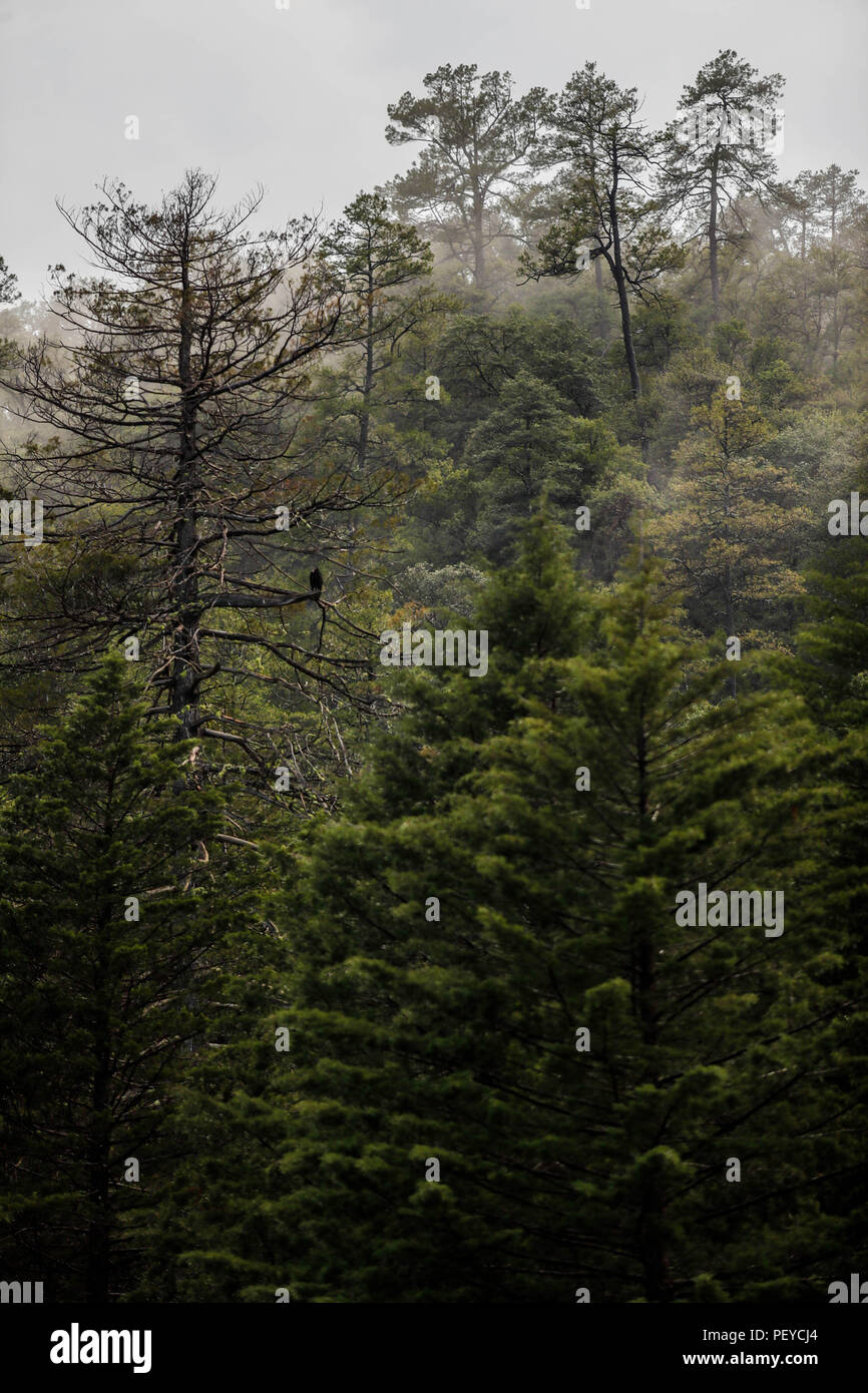 Neblina. Nebel. Verde paisaje y Bosque de Pinos en La Cueva Tres Rios, Sonora, Mexiko. Sierra Madre Occidental. Grüne Landschaft und Pinienwald in La Cueva Tres Rios, Sonora, Mexiko. Sierra Madre Occidental. (Foto: LuisGutierrez/NortePhoto.com) Madrense de Expedición Entdeckung GreaterGood ORG que recaba datos que Syrvaine como Información de Direct para entender mejor las Relaciones biológicas del Archipiélago Madrense y se Usan para proteger y conservar las Tierras de las Islas vírgenes Sonorenses Serranas. Binacional Expedición aye une ein colaboradores de México y Estados Unidos con exp Stockfoto