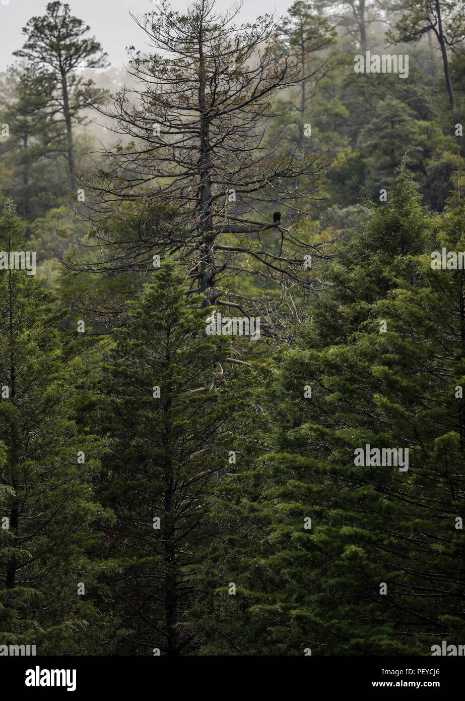 Neblina. Nebel. Verde paisaje y Bosque de Pinos en La Cueva Tres Rios, Sonora, Mexiko. Sierra Madre Occidental. Grüne Landschaft und Pinienwald in La Cueva Tres Rios, Sonora, Mexiko. Sierra Madre Occidental. (Foto: LuisGutierrez/NortePhoto.com) Madrense de Expedición Entdeckung GreaterGood ORG que recaba datos que Syrvaine como Información de Direct para entender mejor las Relaciones biológicas del Archipiélago Madrense y se Usan para proteger y conservar las Tierras de las Islas vírgenes Sonorenses Serranas. Binacional Expedición aye une ein colaboradores de México y Estados Unidos con exp Stockfoto