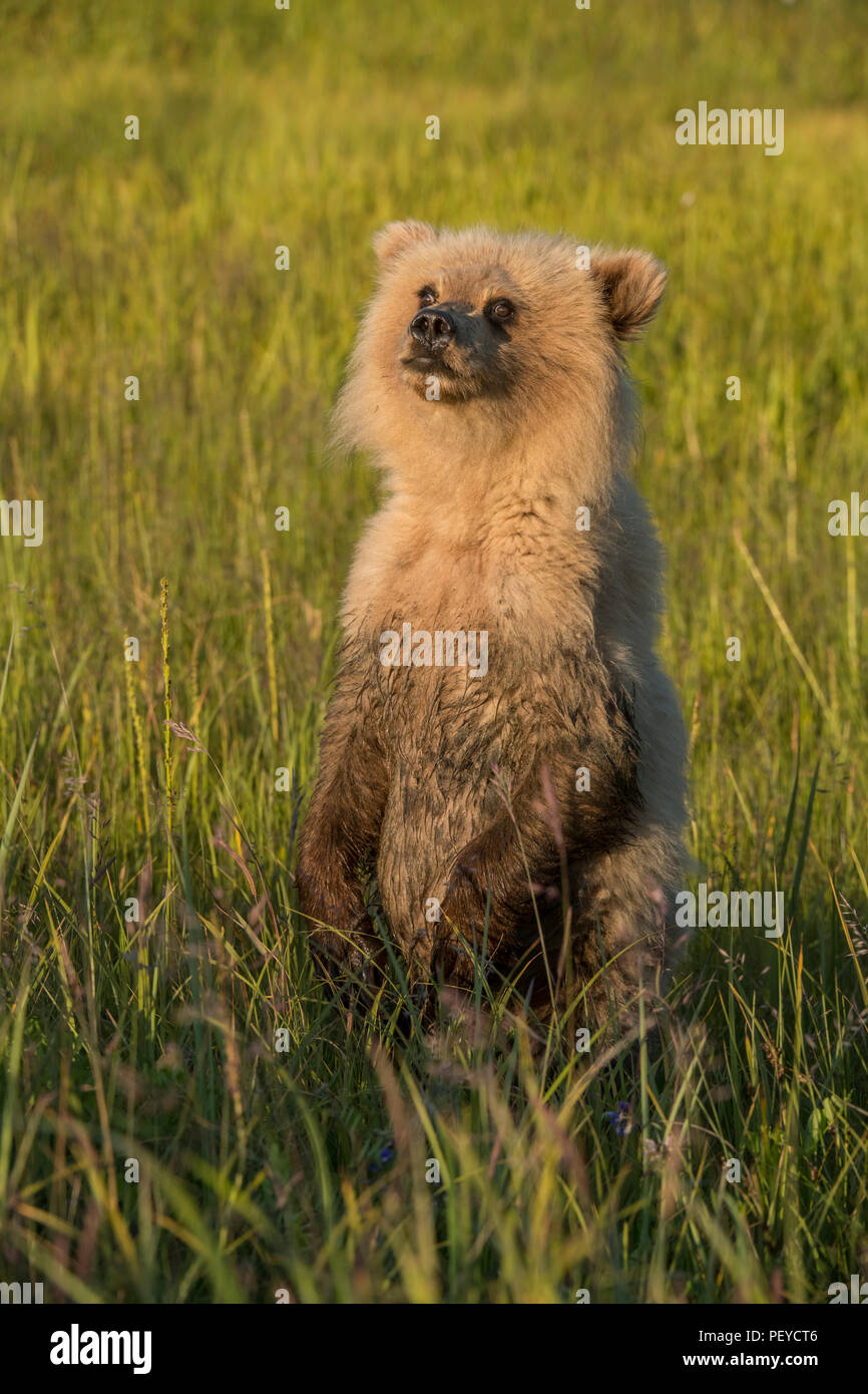 Alaskan brown Bear Cub stehend, Lake Clark National Park Stockfoto