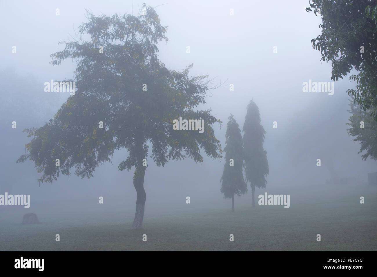 Bäume mit verschiedenen Formen und Konturen in einem Garten von Khajuraho Tempel Komplex mit sehr dichtem Nebel bilden eine geheimnisvolle Landschaft Madhya Pradesh, Indien Stockfoto