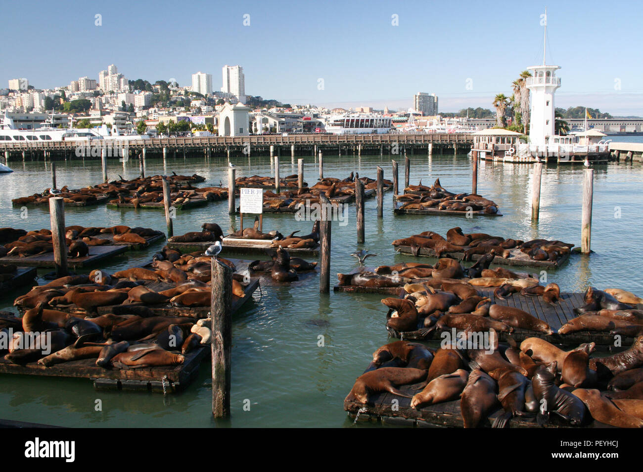 Seelöwen Sonnen am Pier 39 Fisherman's Wharf in San Francisco, Kalifornien, USA Stockfoto
