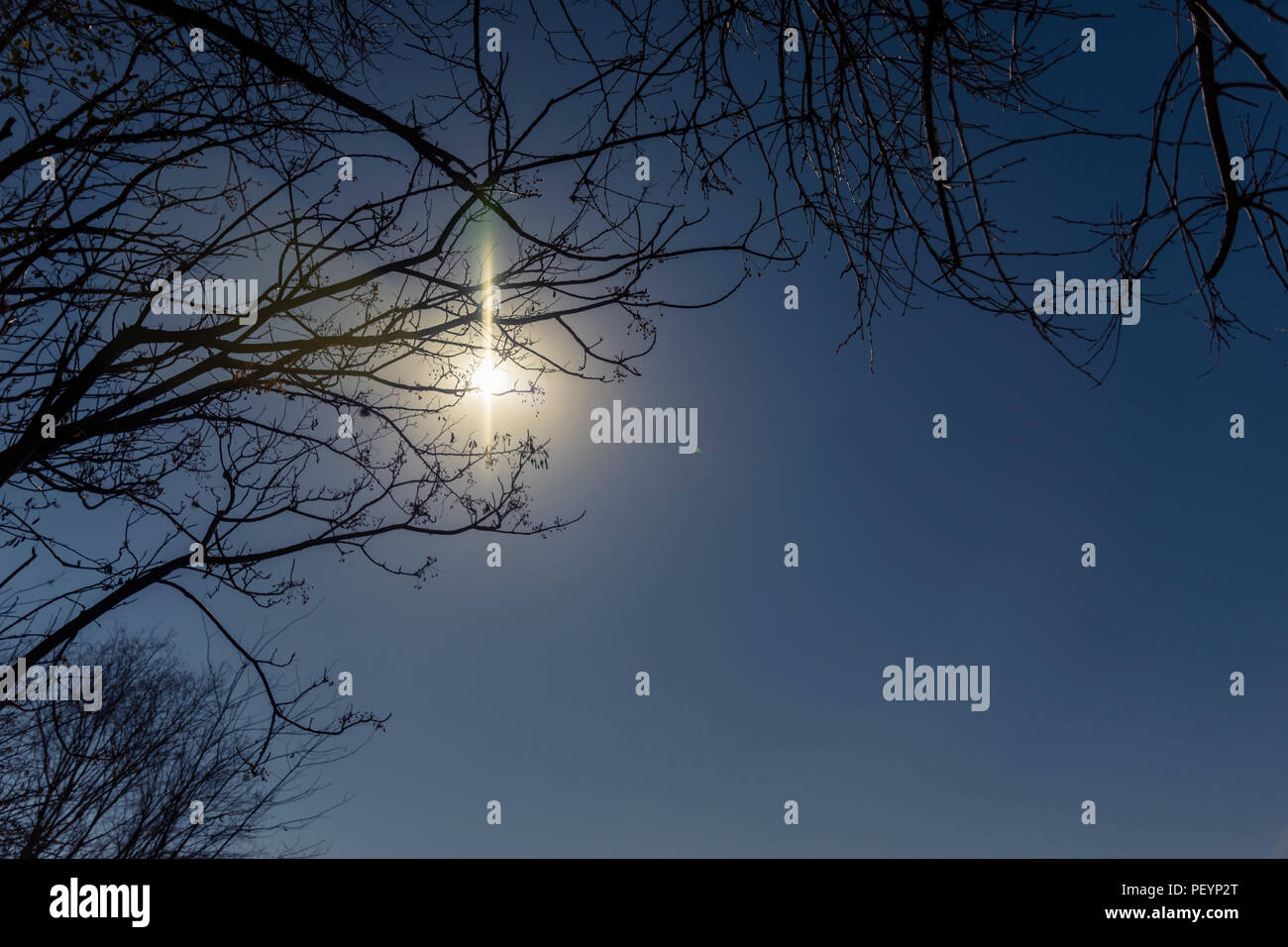 Landschaft Bäume Äste gegen Mittagssonne Silhouette mit blauem Himmel Stockfoto