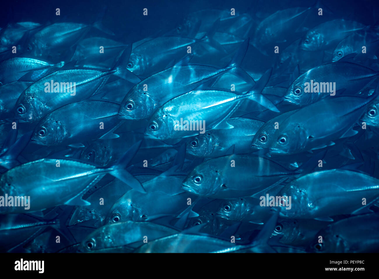 Herde Von Fischen Unter Wasser Blau Natur Hintergrund Schone Unterwasser Natur Wilde Leben Im Meer Exotische Fische Von Sri Lanka Asien Stockfotografie Alamy