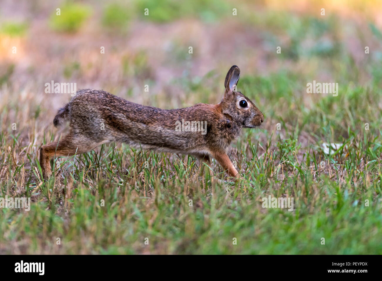 Seitenansicht eines laufenden Östlichen Cottontail Rabbit (Sylvilagus floridanus). Stockfoto