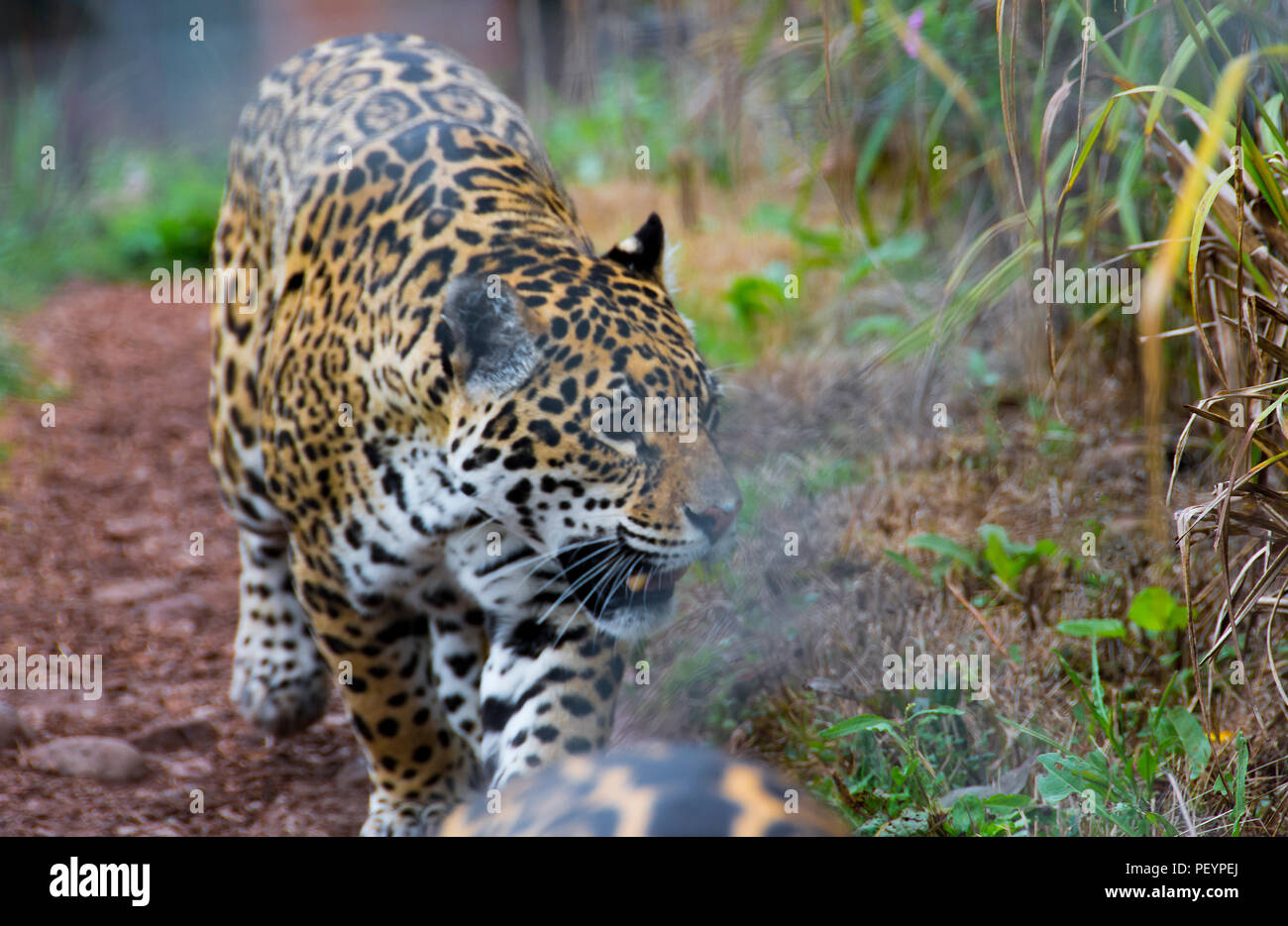 Der Jaguar ist eine wilde Katze Arten. Heimisch in Amerika. Aus dem Südwesten der USA, Mexiko, Mittelamerika und im Süden an Paraguay und Argentinien. Stockfoto