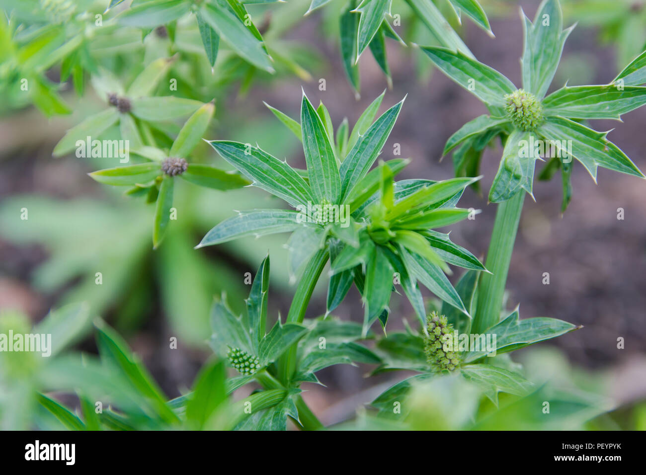 Blume culantro oder Mexikanischer Koriander. Stockfoto