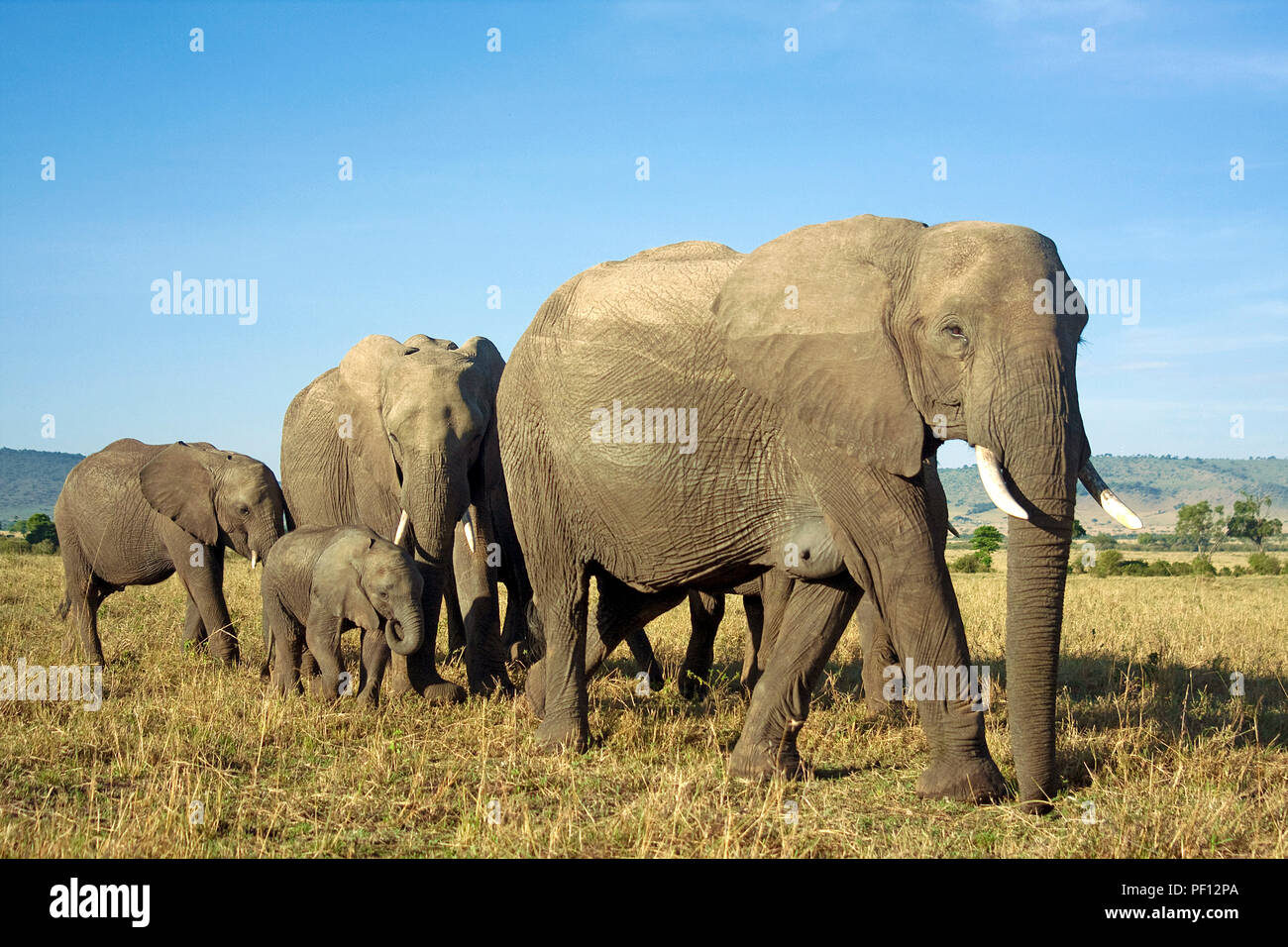 Afrikanischen Busch Elefanten oder Afrikanischer Elefant (Loxodonta africana) Herde in der Samburu, Kenia Stockfoto