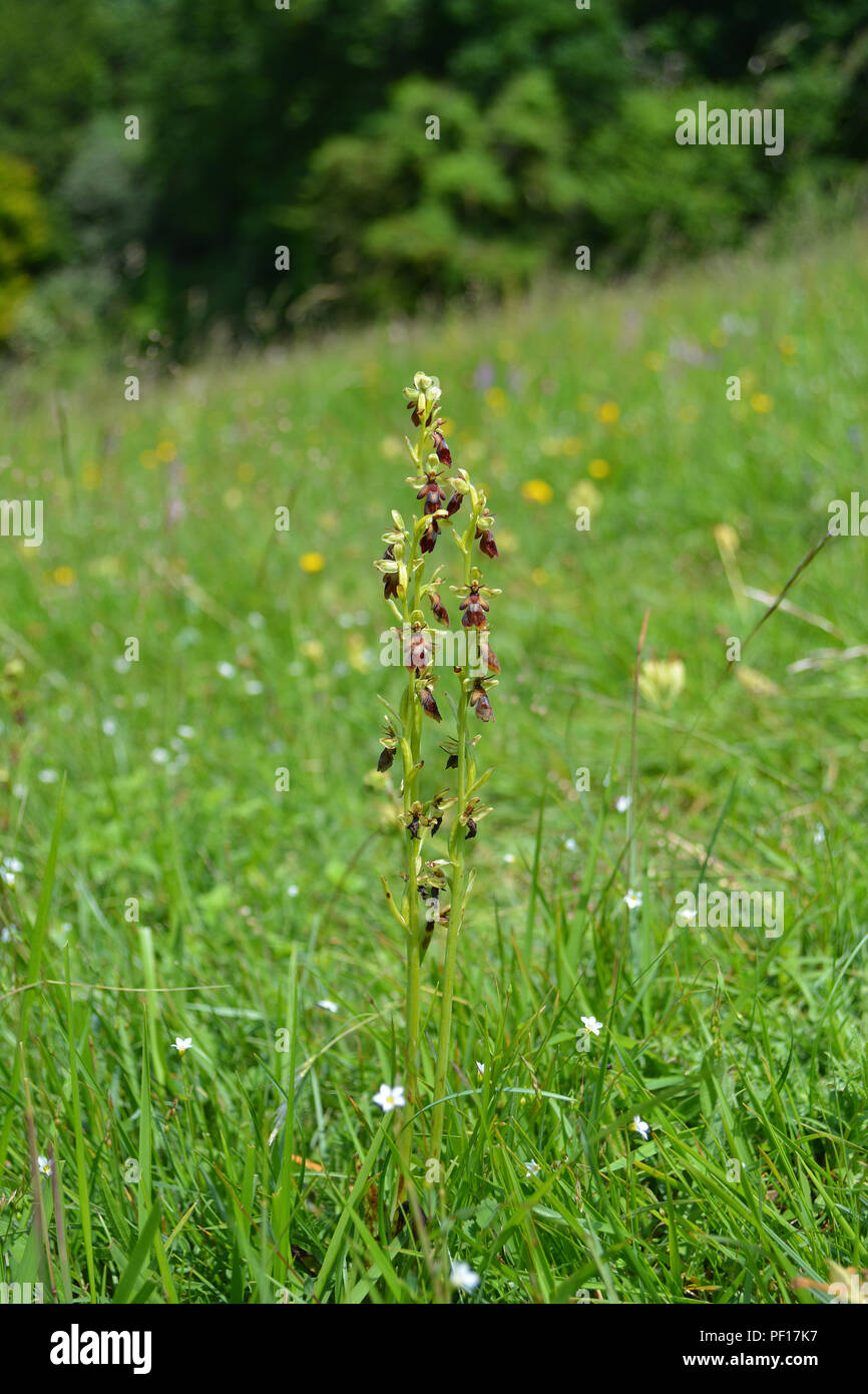 Fliegen Orchidee Stockfoto