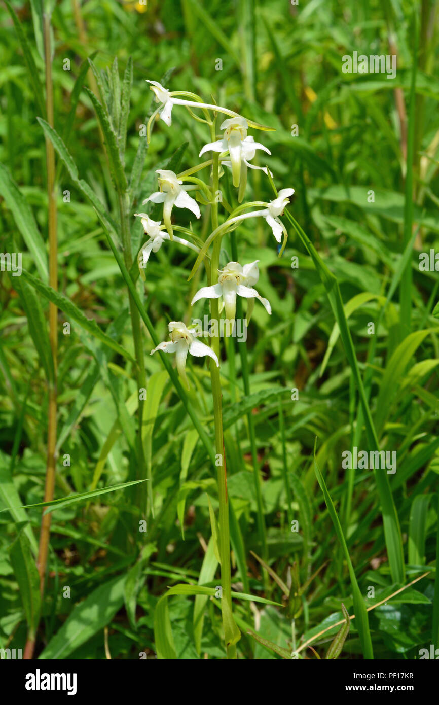 Greater butterfly Orchid Stockfoto