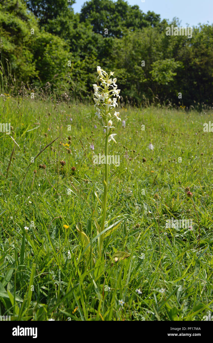 Greater butterfly Orchid Stockfoto