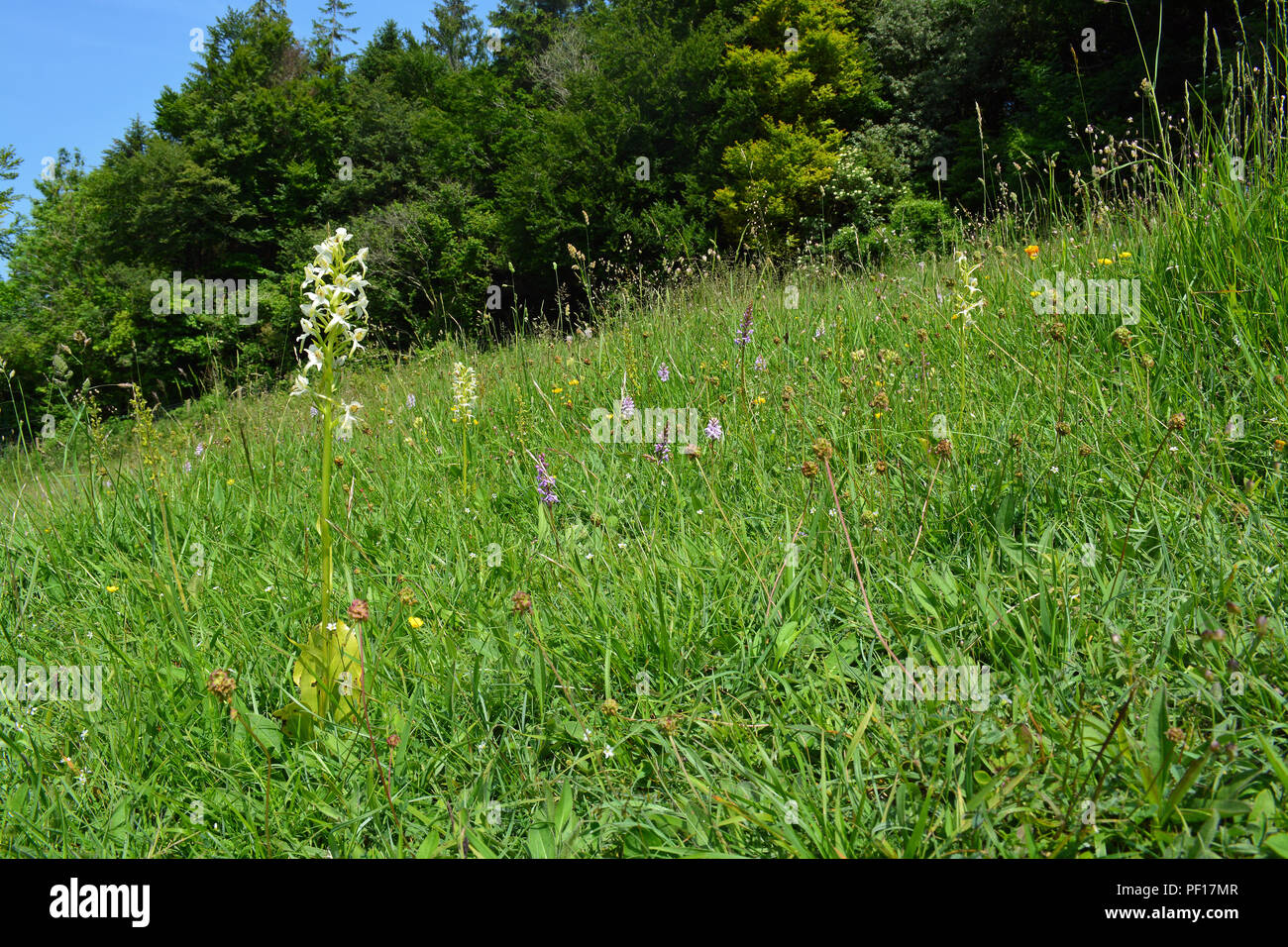 Greater butterfly Orchid Stockfoto