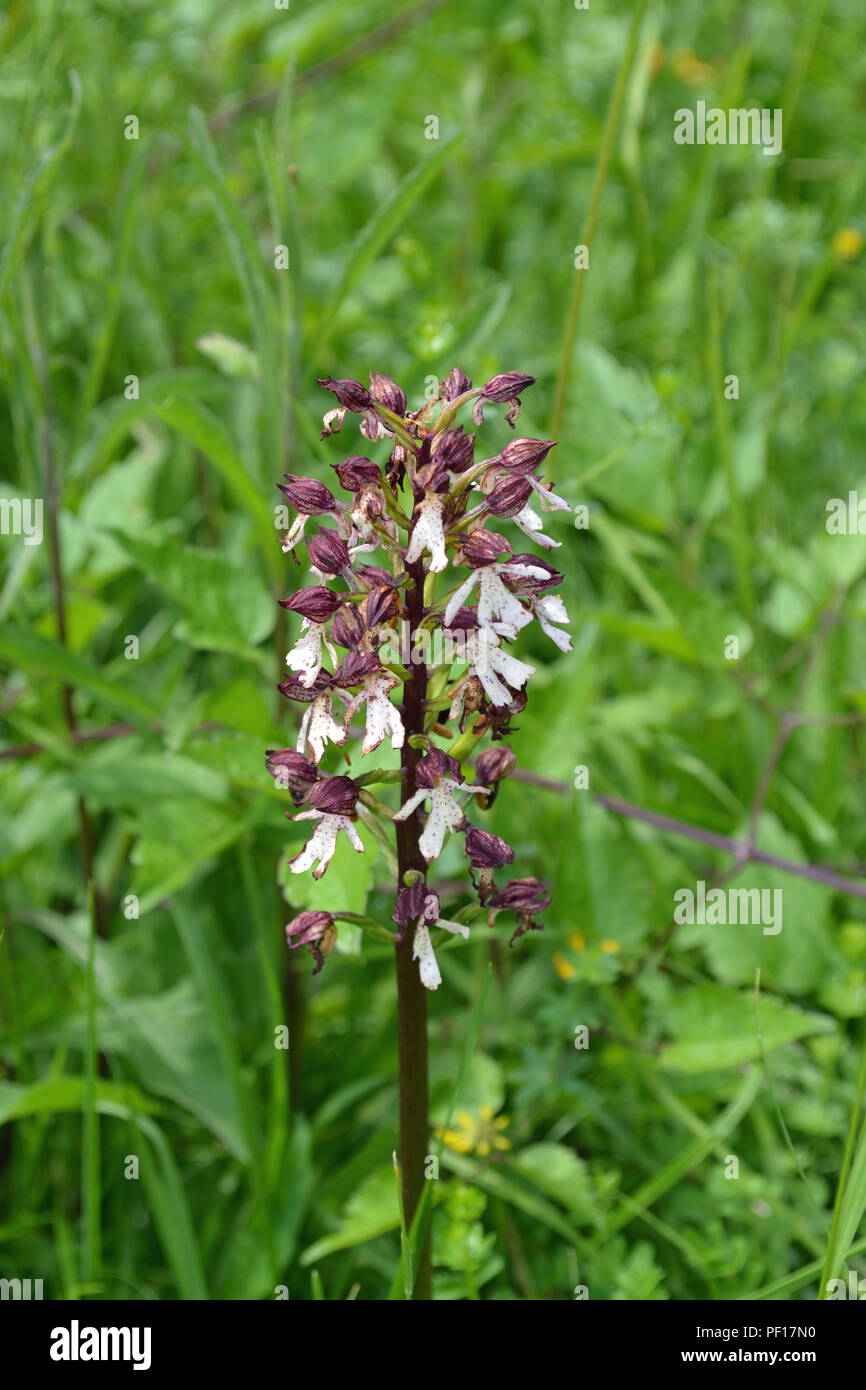 Lady Orchidee Stockfoto