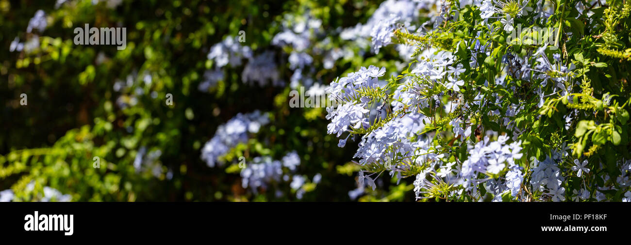 Jasmin blau blühende Pflanze closeup, blur Hintergrund, Banner, Platz für Text Stockfoto
