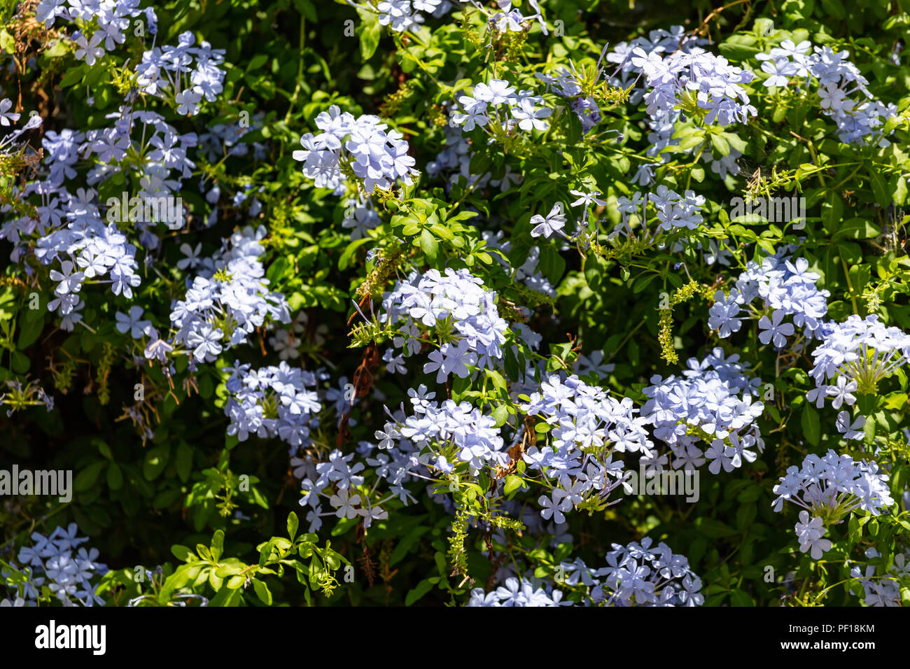 Jasmin blau blühende Pflanze mit leuchtend grünen Blätter voller Hintergrund Stockfoto