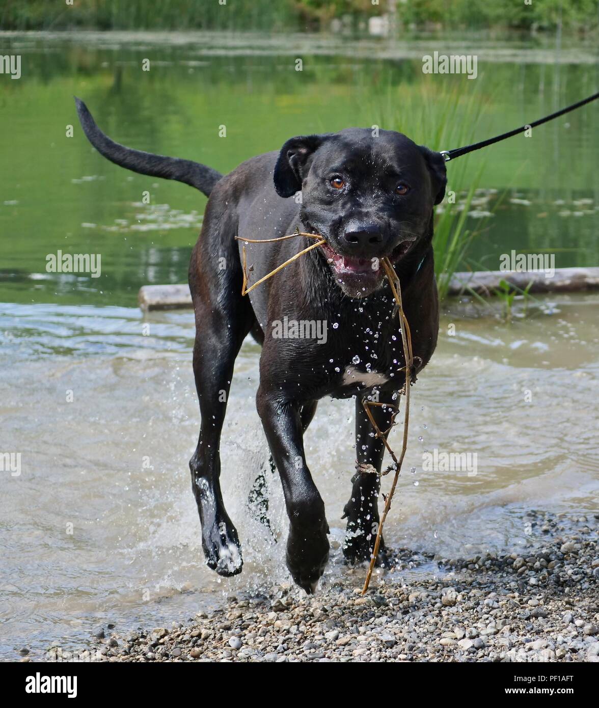 Cane corso kopf Fotos und Bildmaterial in hoher Auflösung Alamy