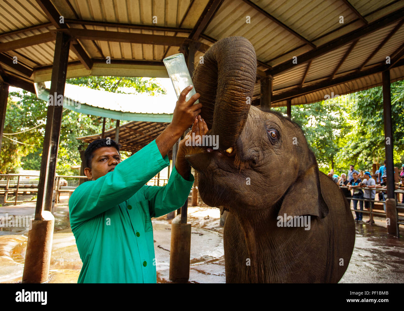 Die Fütterung der Baby Elefant mit Milch in der Flasche Pinnawala Elefanten Waisenhaus, Sri Lanka. Juni 1, 2016 Stockfoto