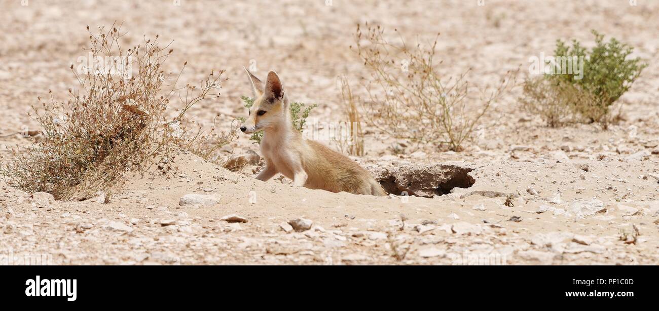 Wild Rueppell's Desert Fox Fotografien in den Qatar Wüste genommen Stockfoto