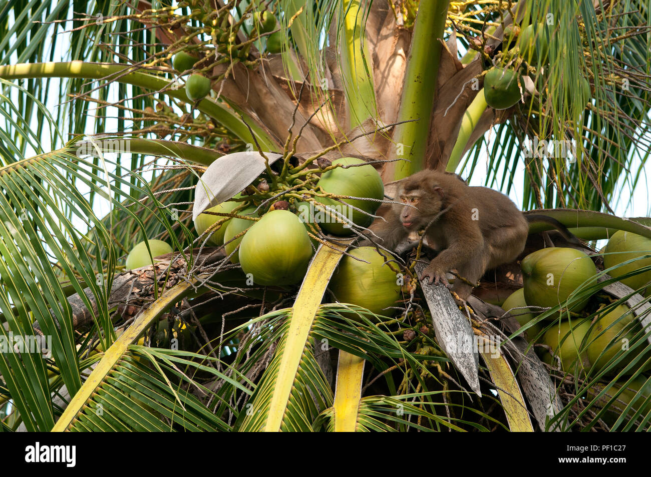 Ernte der Kokosnüsse mit Nördlichen Schwein - Makaken (Macaca) leolina - Koh Samui - Thailand Récolte de Noix de Coco avec macaque à Queue de Cochon tailed d Stockfoto