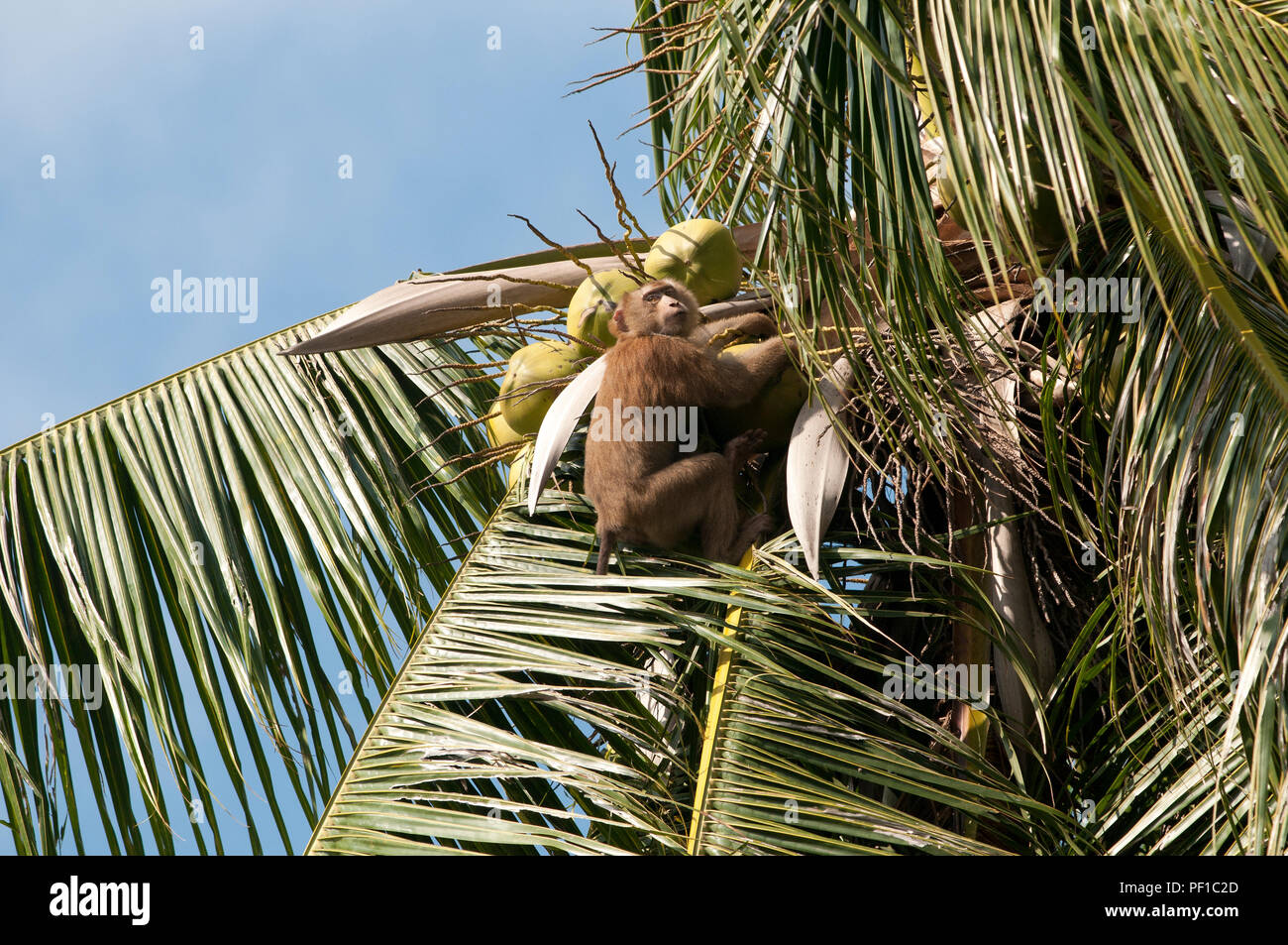 Ernte der Kokosnüsse mit Nördlichen Schwein - Makaken (Macaca) leolina - Koh Samui - Thailand Récolte de Noix de Coco avec macaque à Queue de Cochon tailed d Stockfoto