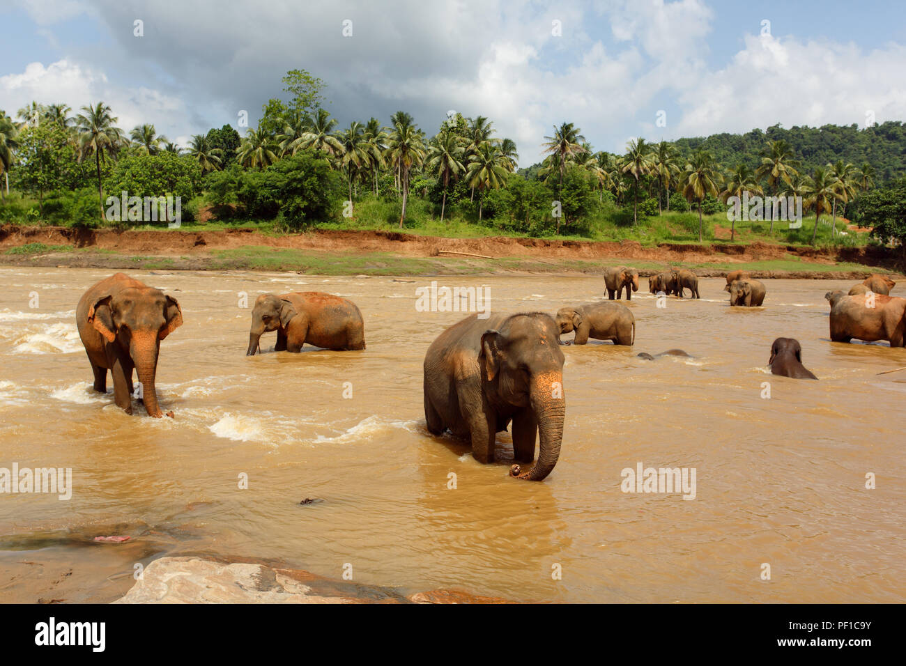 Herde von Elefanten in Sri Lanka Stockfoto