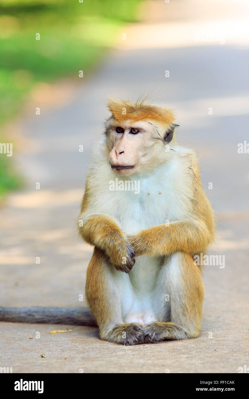 Portrait der männlichen Affen auf der Insel Sri Lanka Stockfoto