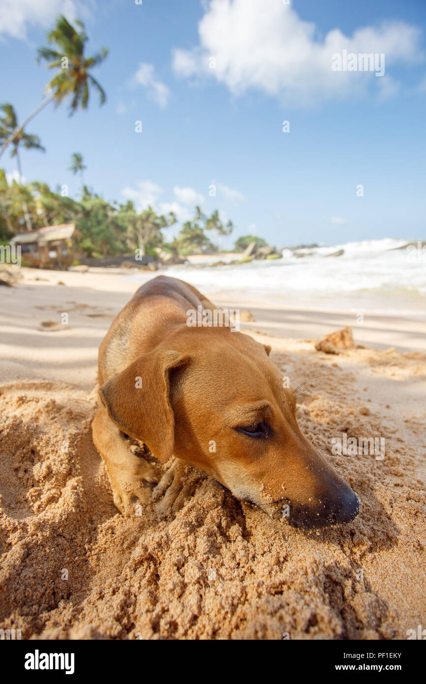 Hund liegend auf dem Sand auf der Insel Sri Lanka. Stockfoto