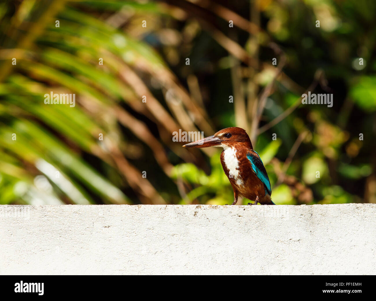 Halcyon smyrnensis in Sri Lanka Stockfoto