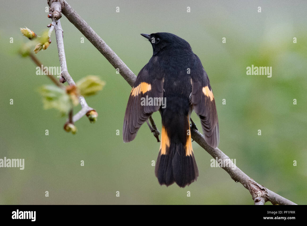 Amerikanische Redstart männlichen flattert Flügel • Howland Insel WMA, NY • 2018 Stockfoto
