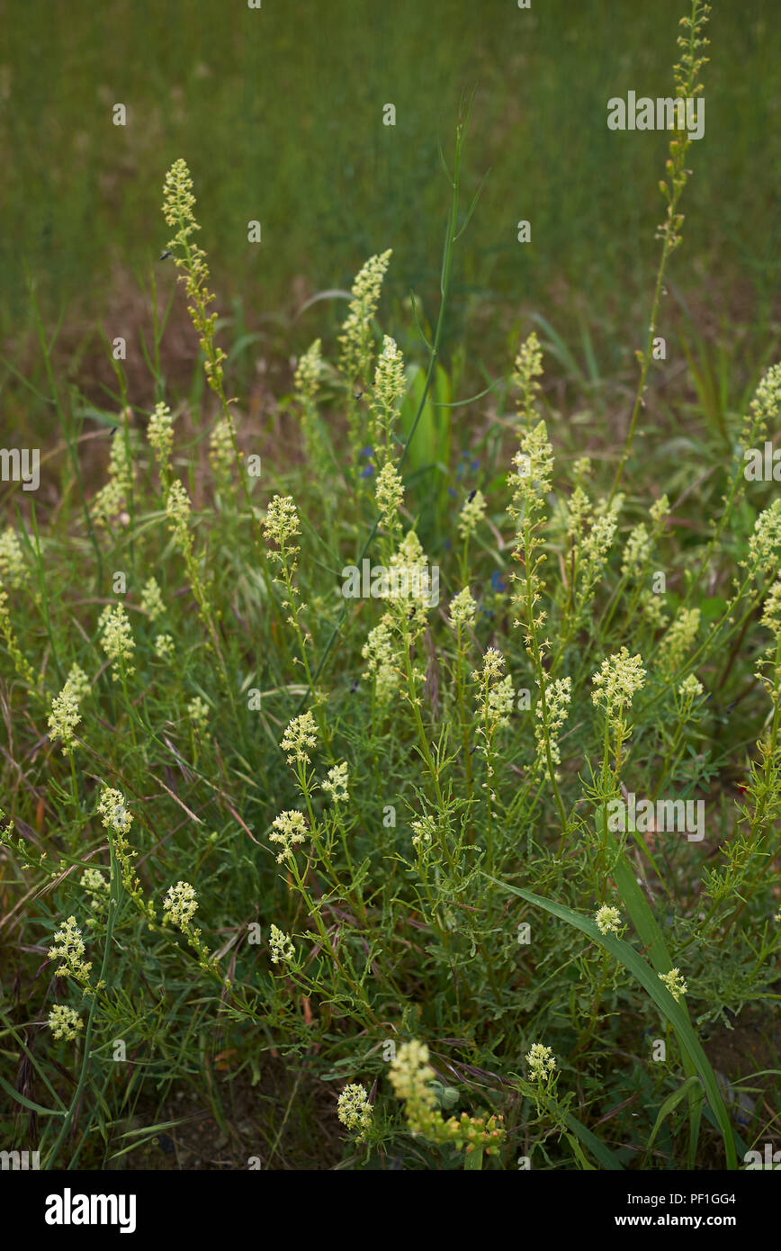 Wilde reseda lutea Fotos und Bildmaterial in hoher Auflösung Alamy