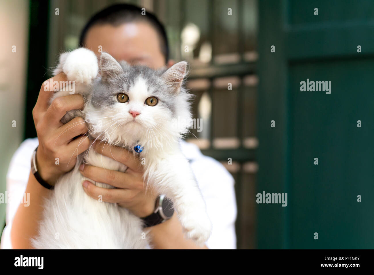 Mann hält kitten Perser Katze Stockfoto