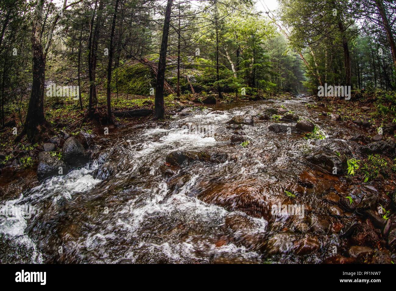 Flujo de Agua de Arroyo La Cueva de Tres Ríos, Sonora, Mexiko. Bosque. stream Wasserdurchfluss La Cueva de Tres Ríos, Sonora, Mexiko. Wald. De expedición Entdeckung Madrense GreaterGood ORG que recaba datos que Syrvaine como Información de Direct para entender mejor las Relaciones biológicas del Archipiélago Madrense y se Usan para proteger y conservar las Tierras de las Islas vírgenes Sonorenses Serranas. Binacional Expedición aye une ein colaboradores de México y Estados Unidos con Experiencias y Especialidades de las Ciencias biológicas variadas, con la intención de aprender Lo más posi Stockfoto