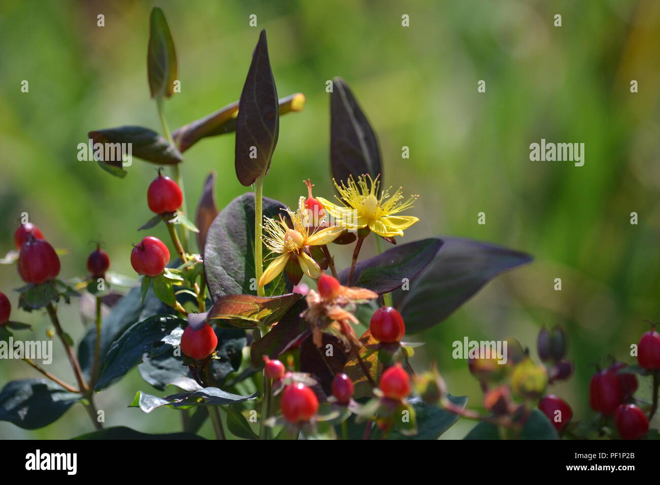 Strauch Rote Beeren Gelbe Blüten eine Sammlung schoner Blumenbilder