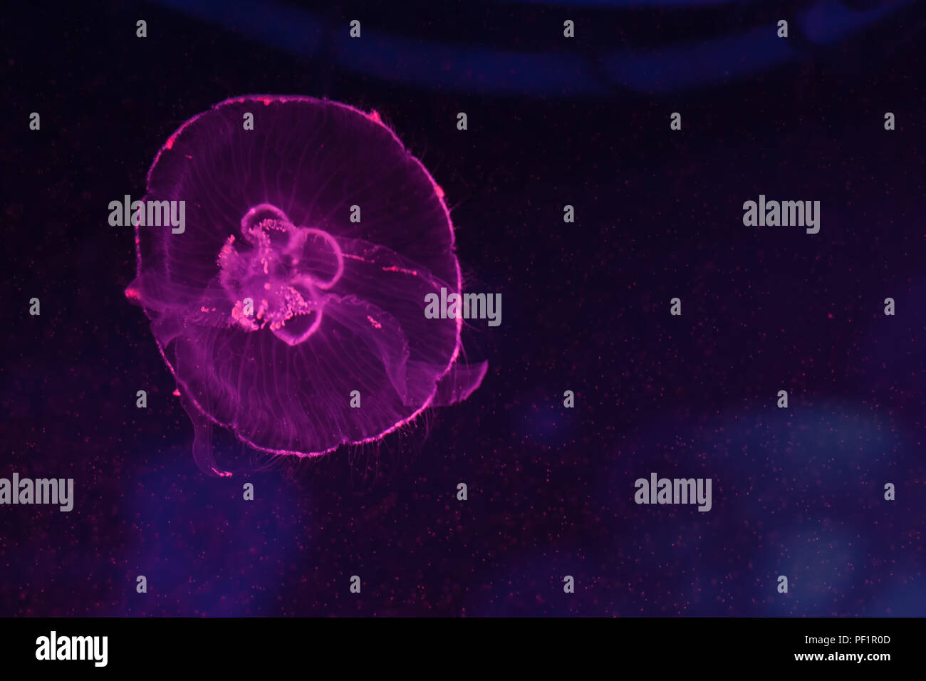 Aurelia aurita, durchscheinend Ohrenquallen schwimmen im Aquarium Stockfoto